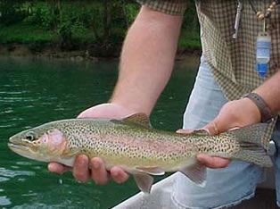 clinch river fly fishing guide service