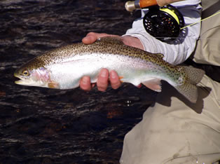 holston river fly fishing guide service